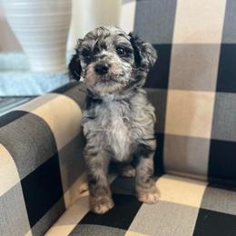 Snowflake - White and blue merle female Bordoodle puppy in Valley Center, California from Circle R Valley Bordoodls