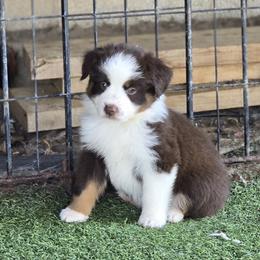 Boy 8 - Red tri male Miniature Australian Shepherd puppy in Ola, Arkansas from Peaceful Acres