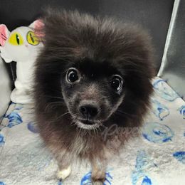 Pepper's Seven Wonders - Black and brindle female Pomeranian puppy in Plant City, Florida from Pepper's Pomeranians