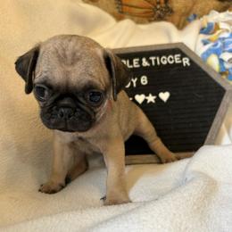 Boy 6 - Fawn male Pug puppy in Norborne, Missouri from Pug Palace
