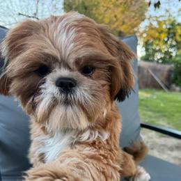 Cherry - Shih Tzu