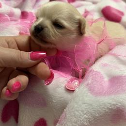 Elvis - Cream and white male Chihuahua puppy in Brooksville, Florida from Daystars Chihuahuas