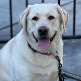 REESE - Labrador Retriever