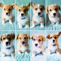 Pembroke Welsh Corgi Puppies from Whimsical Treasure Corgis
