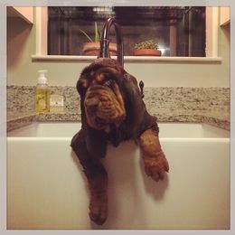 Bloodhound and Mastiff Puppies from Teoc Bloodhounds and Mastiffs