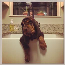 Bloodhound and Mastiff Puppies from Teoc Bloodhounds and Mastiffs