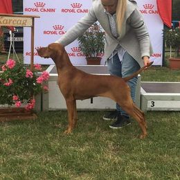 Janka - Vizsla
