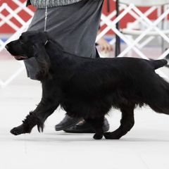 English Springer Spaniels and Field Spaniels from Pridemark