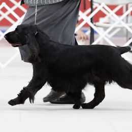 English Springer Spaniels and Field Spaniels from Pridemark