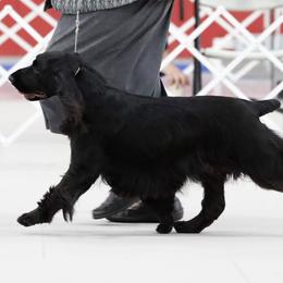 English Springer Spaniels and Field Spaniels from Pridemark