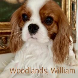 William - Cavalier King Charles Spaniel