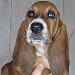 Basset Hounds from Florida Family Basset Hounds