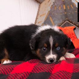Denali - Black tri-color male Australian Shepherd puppy in Granbury, Texas from Texas Miniature Aussies