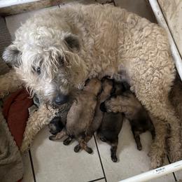 Girl 3 pooch - Fawn female Bouvier des Flandres puppy in Bethlehem, Connecticut from Bouviers Gate House