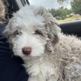 Aussiedoodle Puppies from Creek Bend Farm