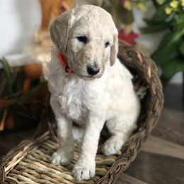 Old English Sheepdog, Poodle, and Sheepadoodle Puppies from Mountain Peak Doodles