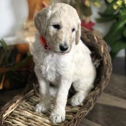 Old English Sheepdog, Poodle, and Sheepadoodle Puppies from Mountain Peak Doodles