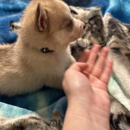 Siberian Husky Puppies from Feazell’s Siberian Huskies