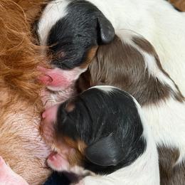Pic coming soon - Tri-color female Cavapoo puppy in Yuciapa, California from AlltheDoodlez_