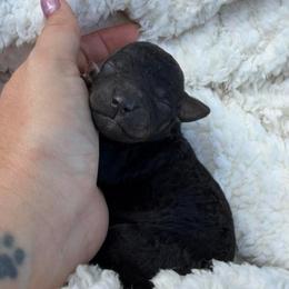 Eevee - Black female Bordoodle puppy in Canfield, Ohio from Poo's Doo's & Inu's