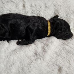 Baer - Black male Poodle puppy in Spartanburg, South Carolina from Taya's Pups