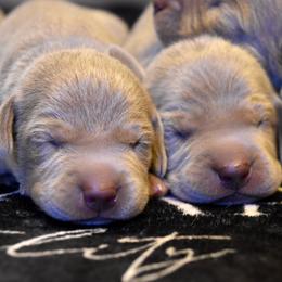 Puppy Boy - Silver gray male Weimaraner puppy in New Hartford, New York from Platinum Weimaraners
