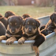 Girl 6 - Black and rust Beauceron puppy in Whittier, California from Trésor de Beauté Beaucerons