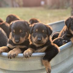 Girl 6 - Black and rust Beauceron puppy in Whittier, California from Trésor de Beauté Beaucerons