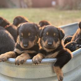 Girl 6 - Black and rust Beauceron puppy in Whittier, California from Trésor de Beauté Beaucerons