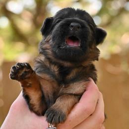 Alpha - Sable male German Shepherd puppy in Canton, Texas from WILDWOOD GERMAN SHEPHERDS
