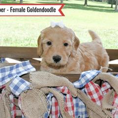 Goldendoodle Puppies from Blessed Day Doodles
