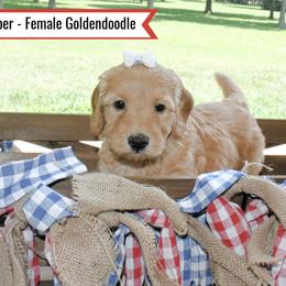 Goldendoodle Puppies from Blessed Day Doodles