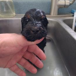 Labradoodle Puppies from Sakura Pups