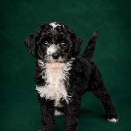 Phillip - Black and white male Sheepadoodle puppy in Wharton, Texas from Little Fur Friends