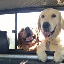 Abby - Golden Retriever