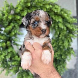 Darwin - male Australian Mountain Doodle puppy in Spanish Fork, Utah from K Brand Doodles