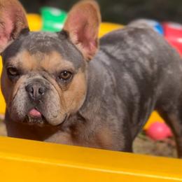 French Bulldog puppies from Caring Hearts Kennel