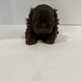 Shih Tzu Puppies from Moore Shih Tzus