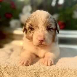 Bobble (2800) - White merle male American Corgi puppy in Valley, Washington from Corgis of the Mountain Valley