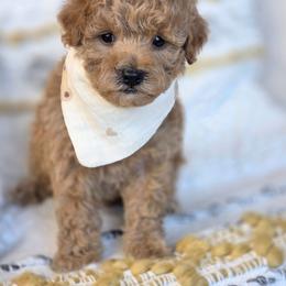 Cliff - Red  male Goldendoodle puppy in Leander, Texas from Doodle Doula