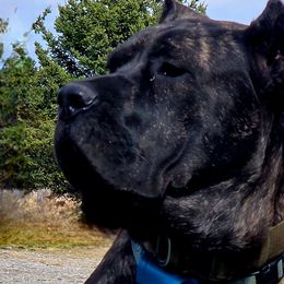 Cane Corso from Titan Farms