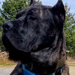 Cane Corso from Titan Farms