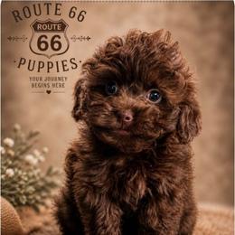 Shihpoo puppies from Route 66 Poodles & Doodles, Sapphire Shih-tzu's of Ohio