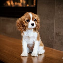 Cavalier King Charles Spaniel and Dalmatian Puppies from Cadence Hall