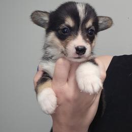 Girl 1 - White and black female Pembroke Welsh Corgi puppy in Tomball, Texas from Larsen Loved Corgis