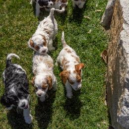 Bernedoodle, Cavapoo, Goldendoodle, and Poodle Puppies from Wasatch Pup