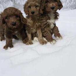 Gerald - Apricot male Goldendoodle puppy in Mint Hill, North Carolina from DoodleForever