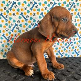 Red Collar - Red male Redbone Coonhound puppy in Mount Pleasant, Texas from Harmons Hounds