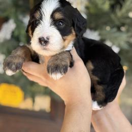 Zin - Gray collar male - Tri-color male Bernedoodle puppy in Yuciapa, California from AlltheDoodlez_