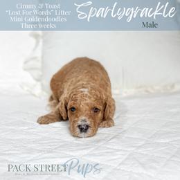 Sparlygrackle - Apricot male Goldendoodle puppy in Paxville, South Carolina from Pack Street Pups